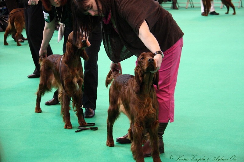 Crufts2011 167.jpg